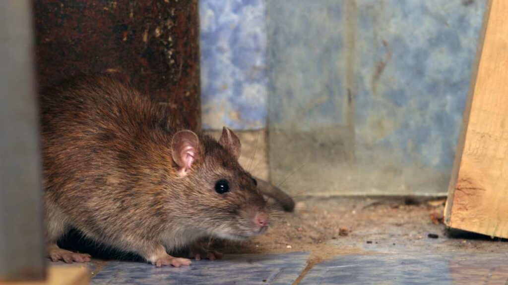 Curiosidades sobre Ratos