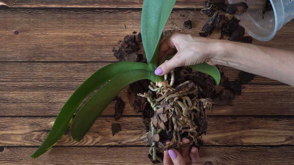 Como salvar orquídeas com raízes podres